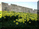 York 183.jpg (69968 byte)